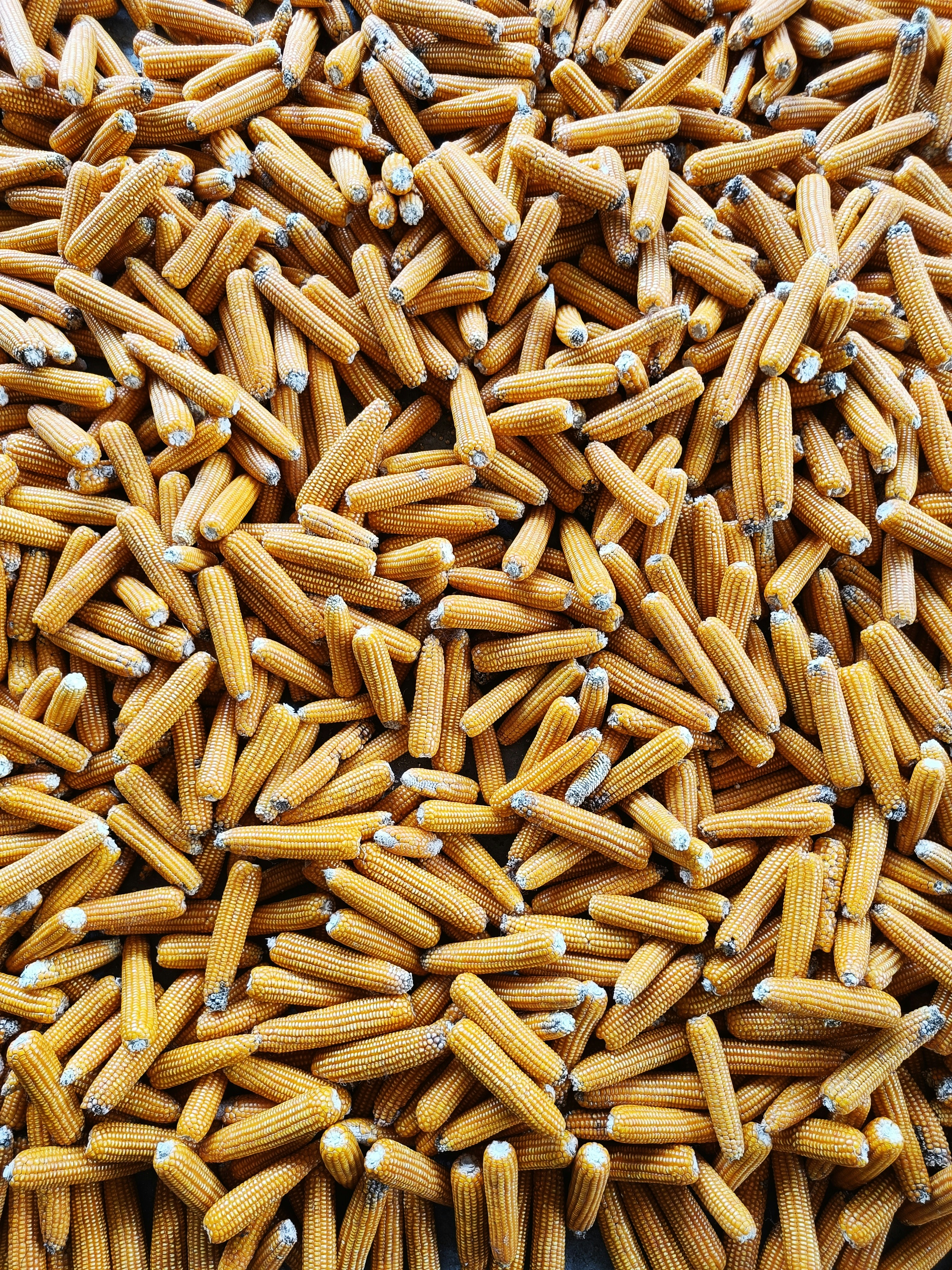 Photo by garvit_chaturvedi