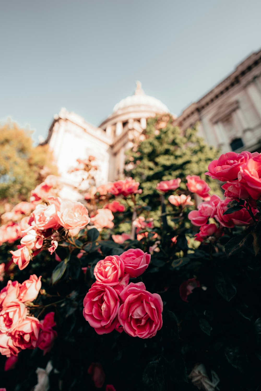 a bush of pink roses in front of a building