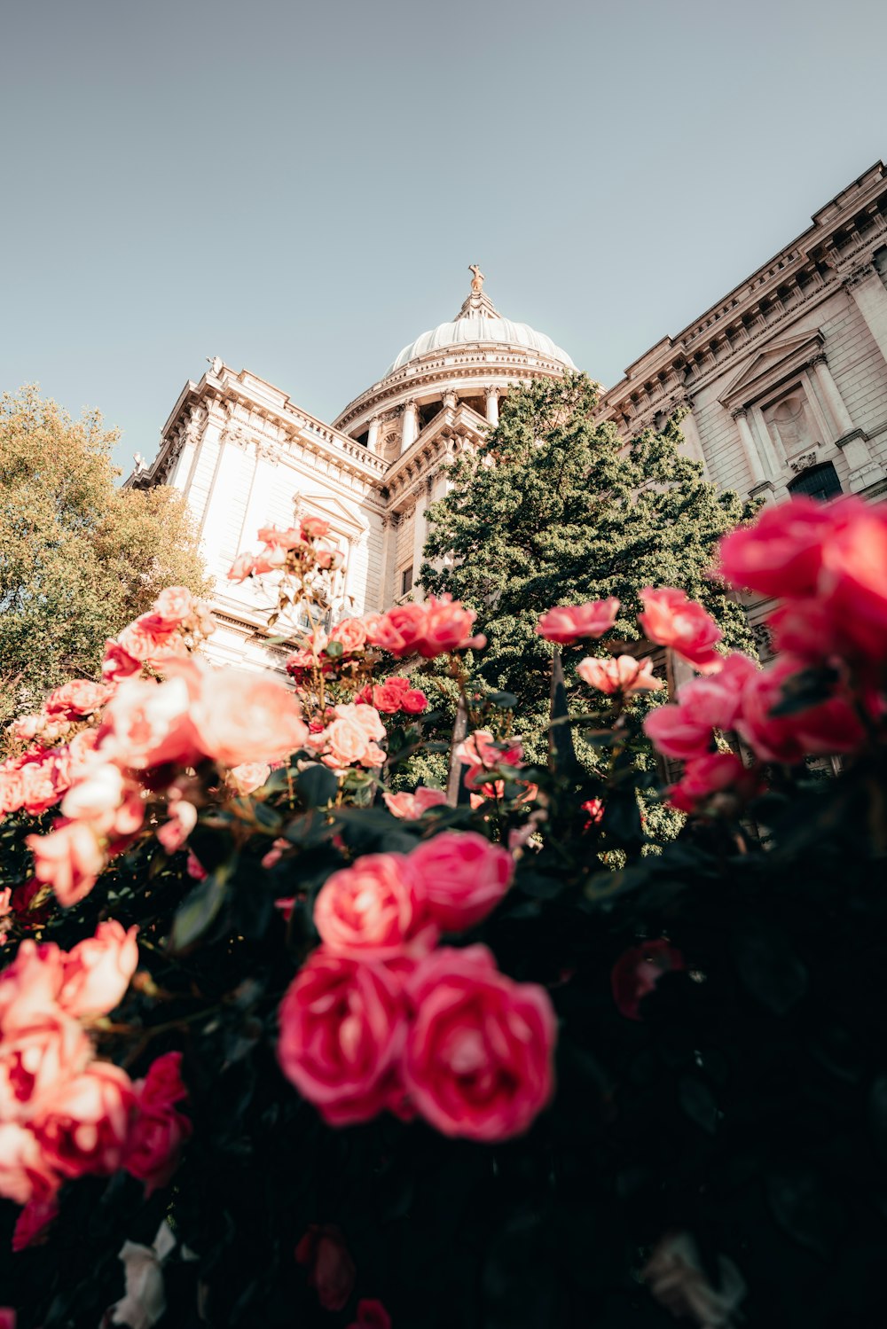 pink flowers in front of a building with a dome in the background
