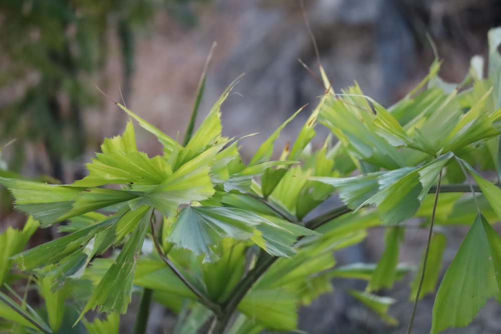 a close up of a green plant with leaves