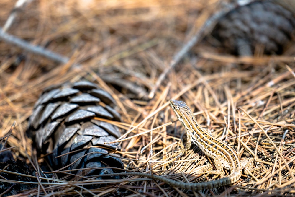 a lizard sitting on the ground next to a pine cone