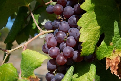 Grapes Nutrition