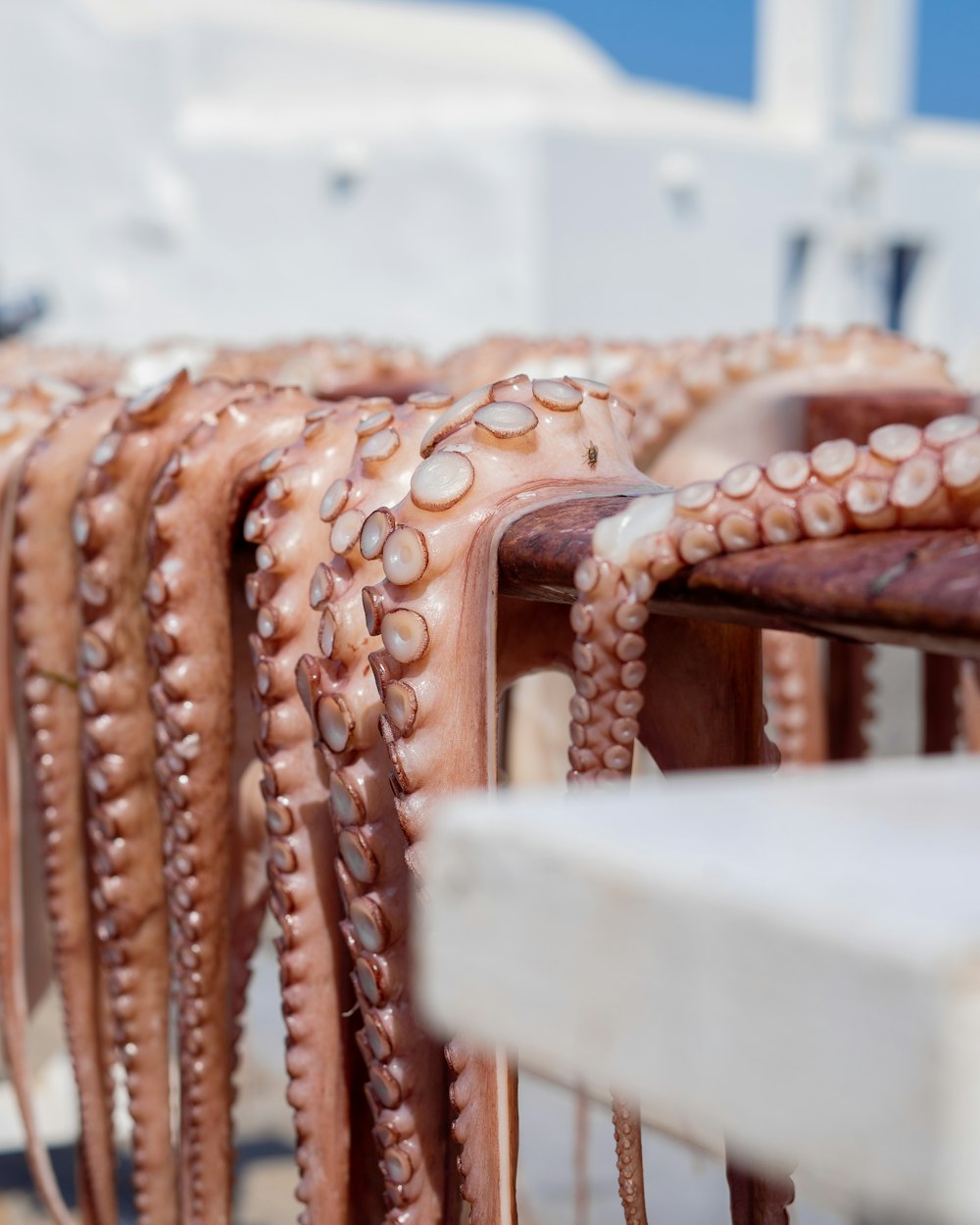 a bunch of octopus are lined up on a rack