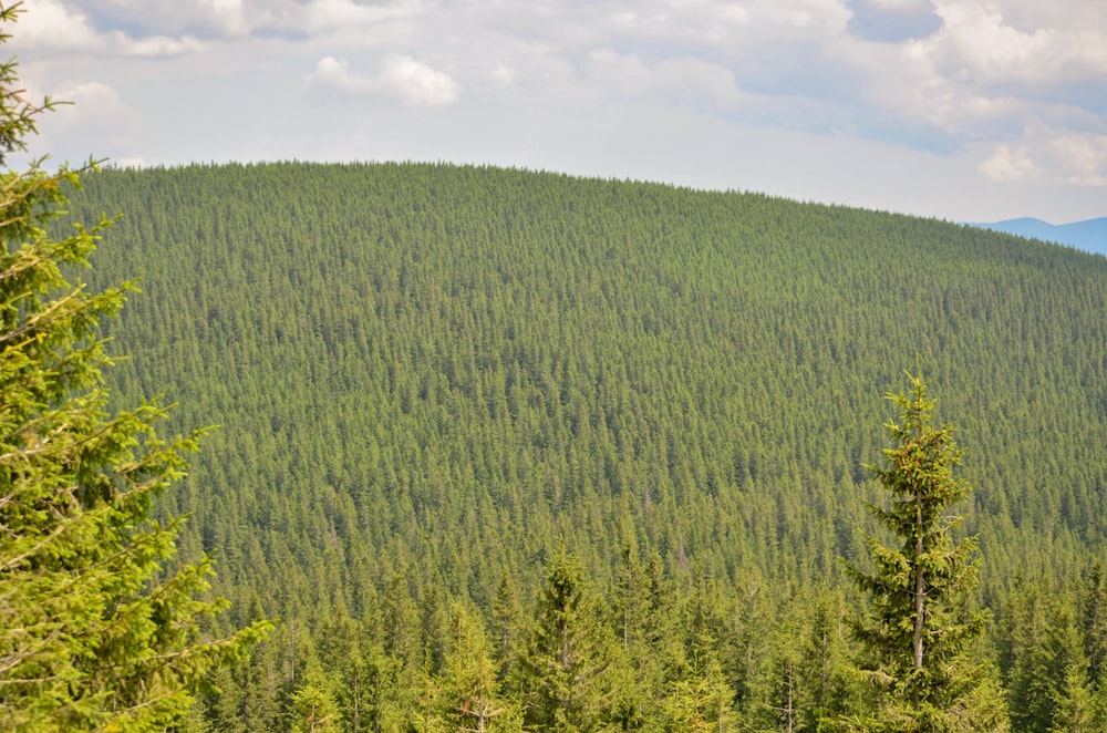 a forest filled with lots of green trees