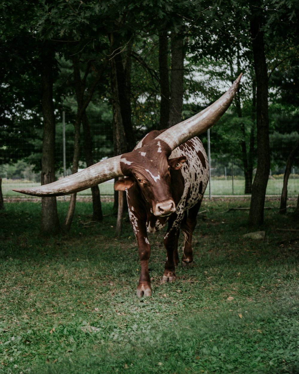 a bull with long horns standing in the grass