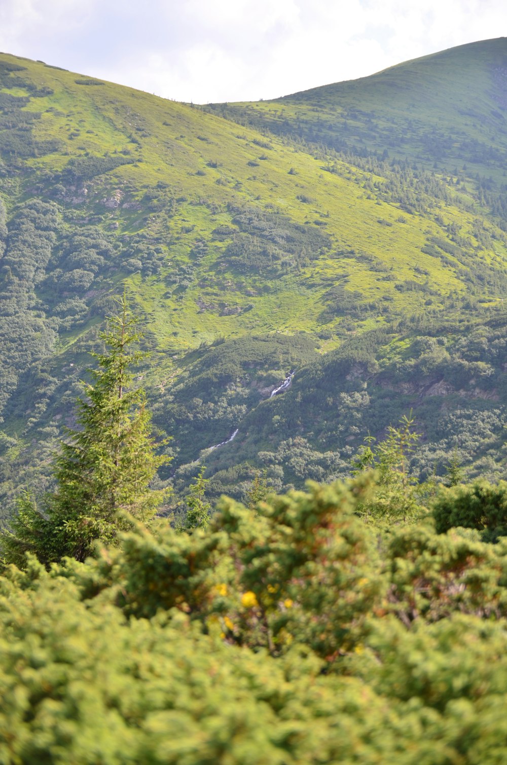 a view of a lush green hillside with trees