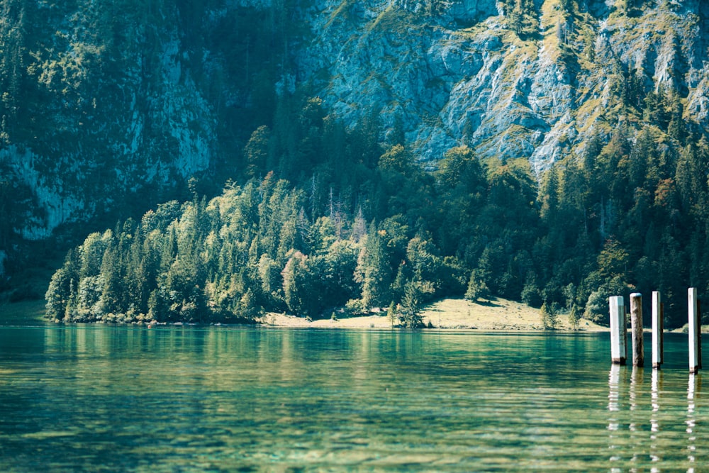 a body of water surrounded by a forest