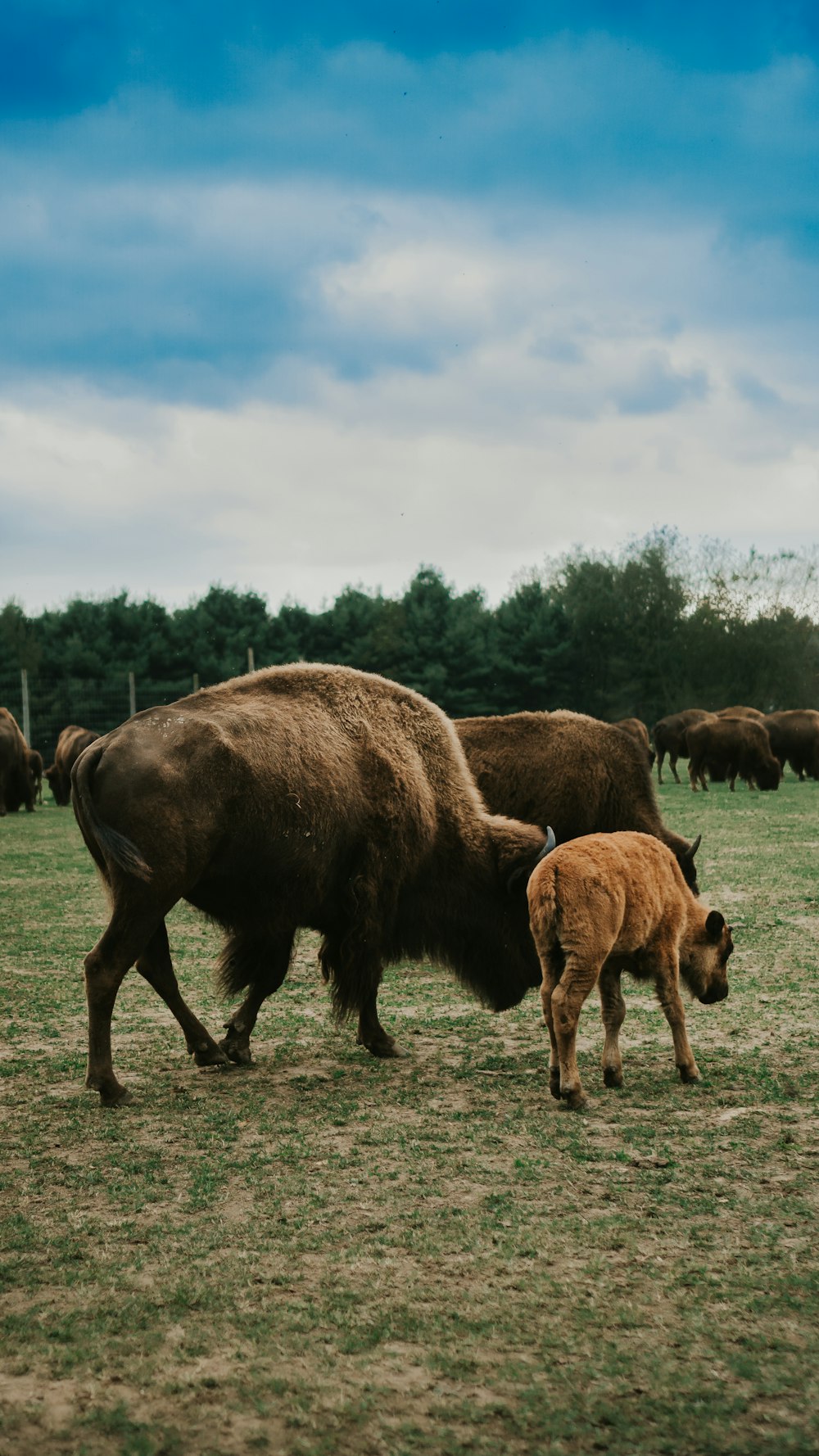 a herd of cattle grazing on a lush green field