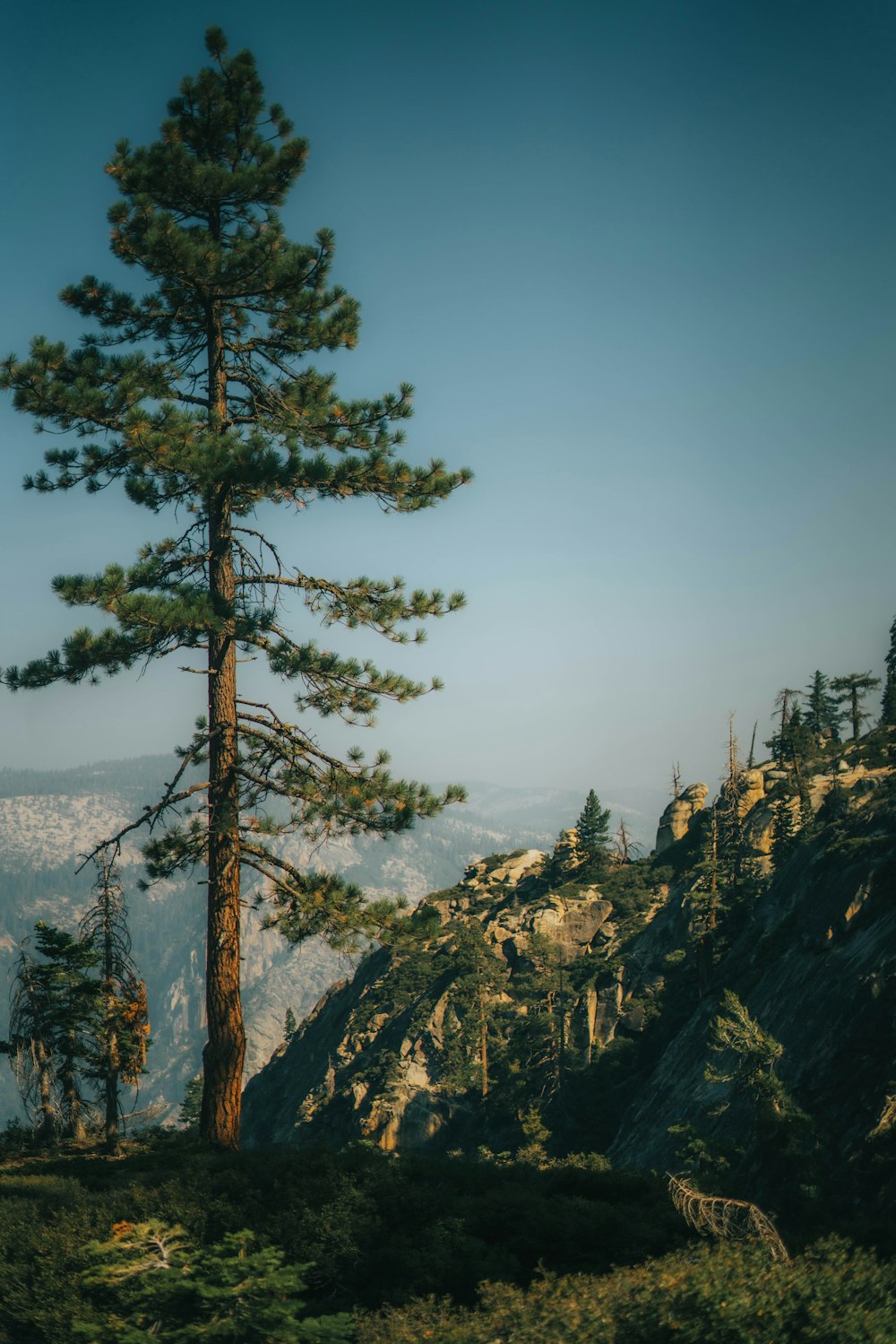 a tall pine tree on a mountain side