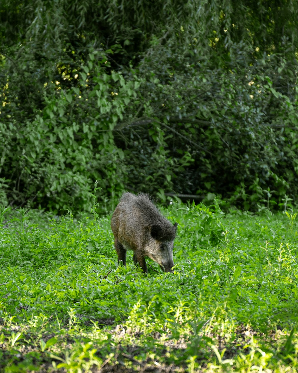 a small animal standing on top of a lush green field