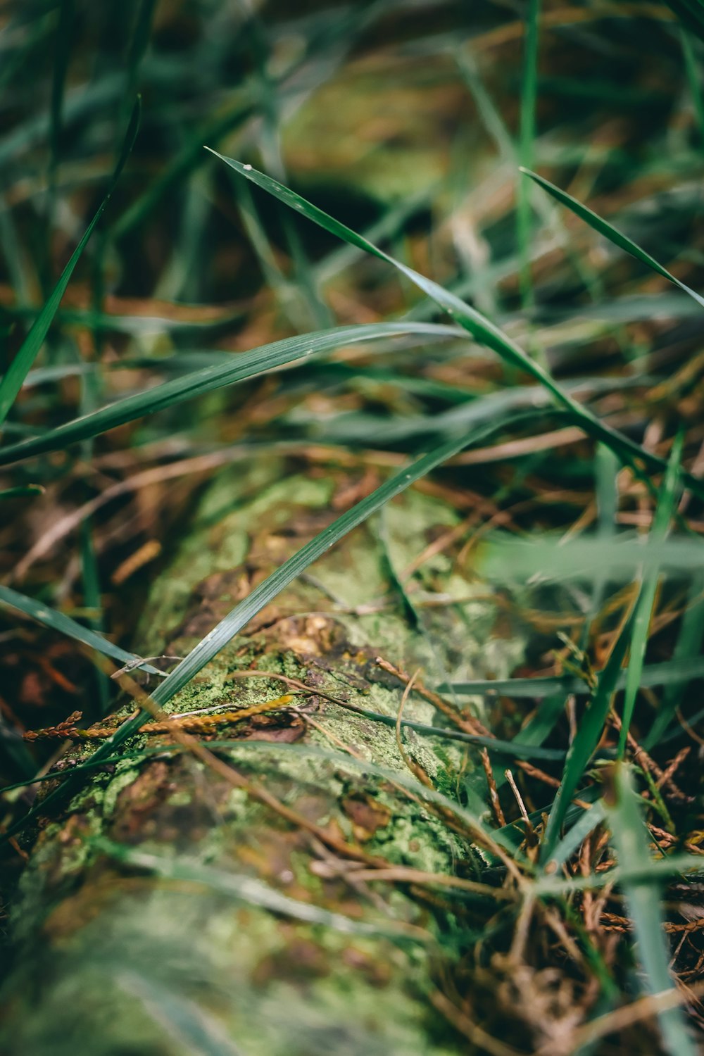 a close up of a mossy log in the grass