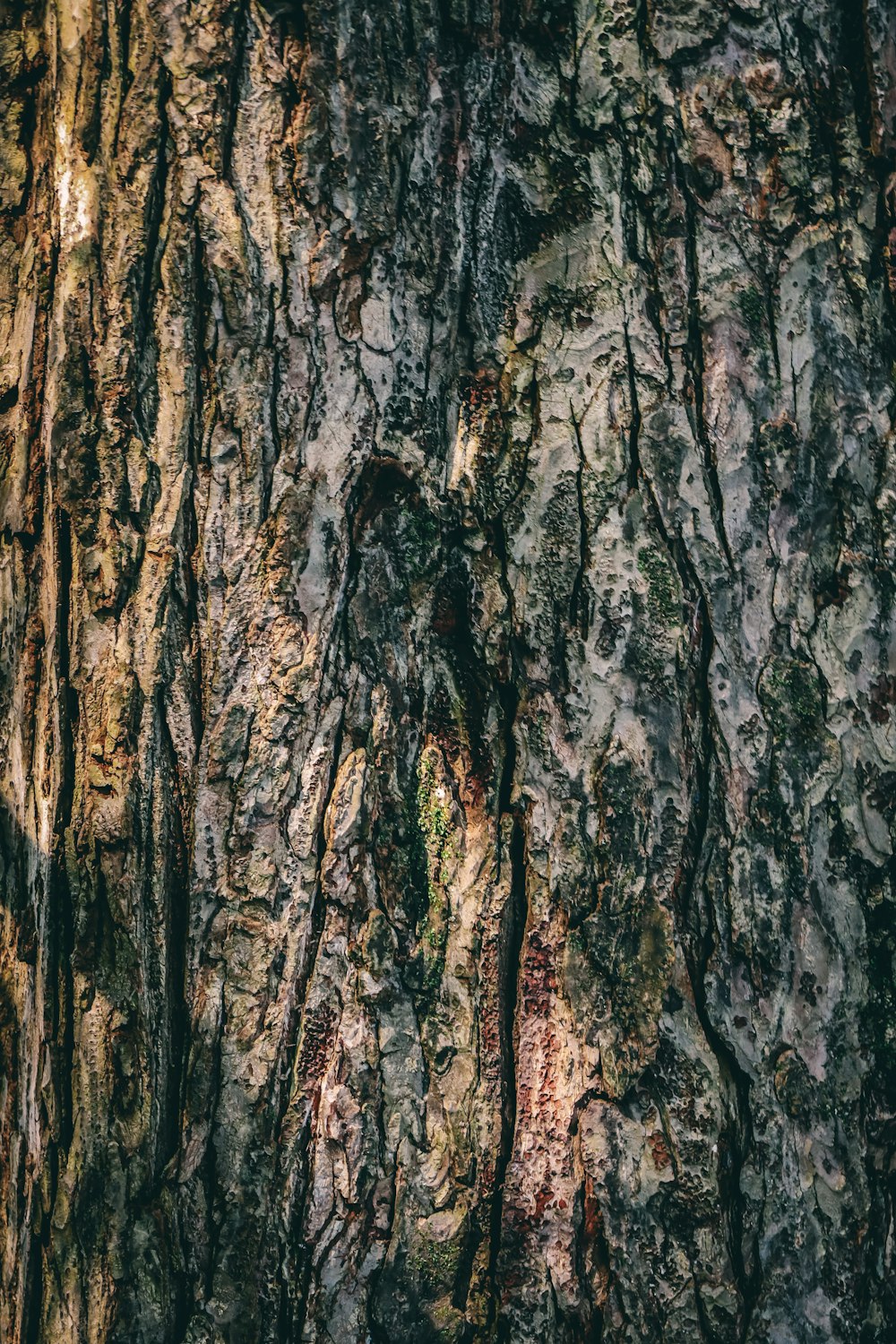 a close up of the bark of a tree