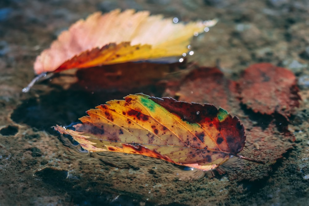 a couple of leaves that are sitting on the ground