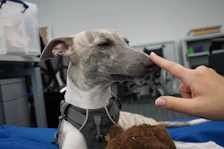 A veterinarian performing an ultrasound on a pregnant dog in a calm clinic setting.