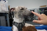 A calm dog and owner sharing a quiet moment during a training session in a sunlit room.