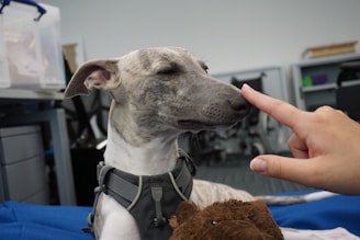 A dog with a light gray and white coat sits calmly with eyes closed. A hand is gently touching the dog's nose with one finger. The setting appears to be indoors, possibly an office, with furniture and a blue blanket in the background.