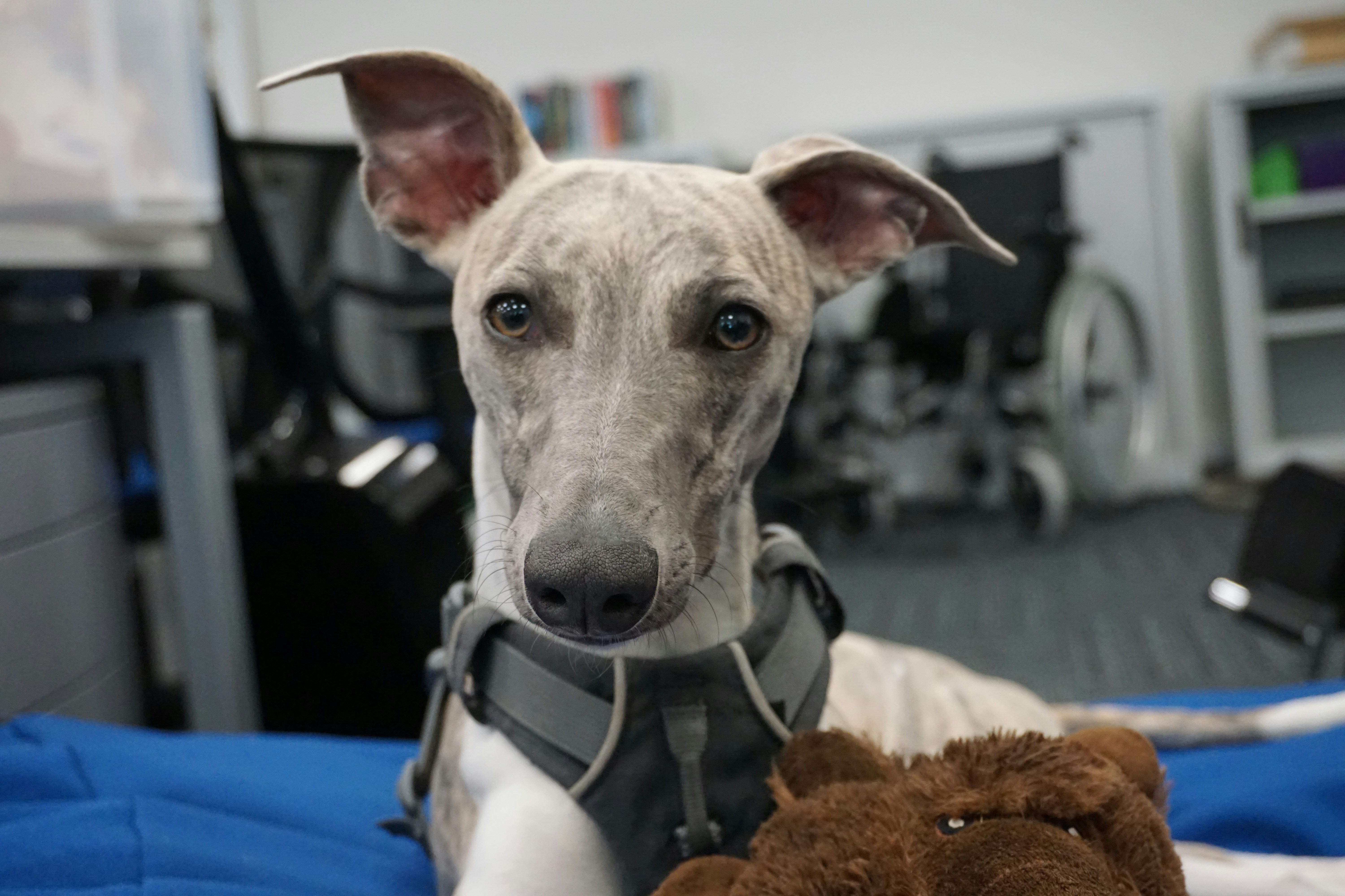 a dog sitting on a bed with a stuffed animal