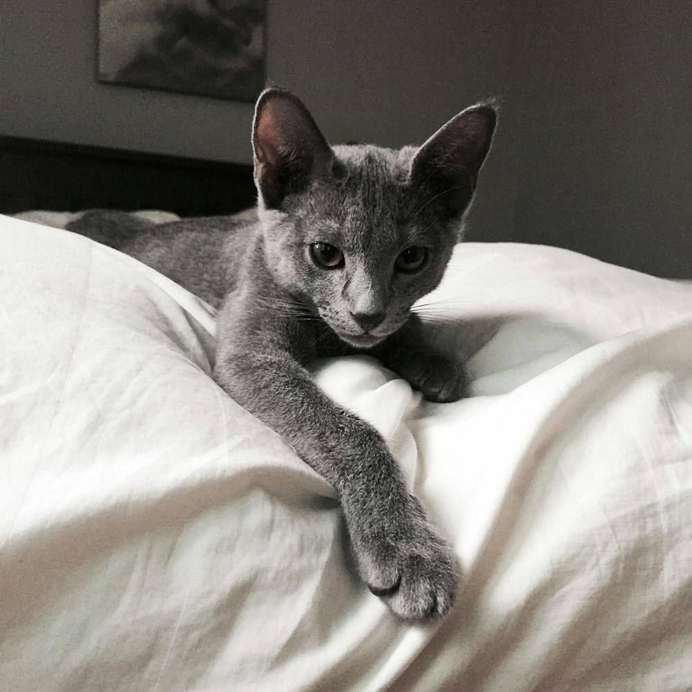 a gray cat laying on top of a white bed