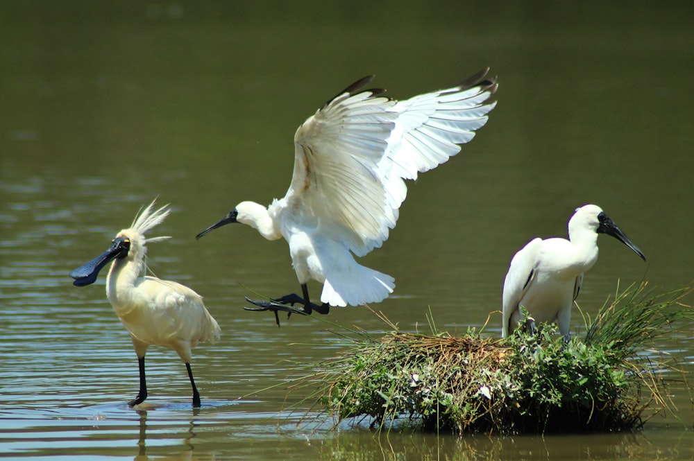 a group of birds standing on top of a body of water