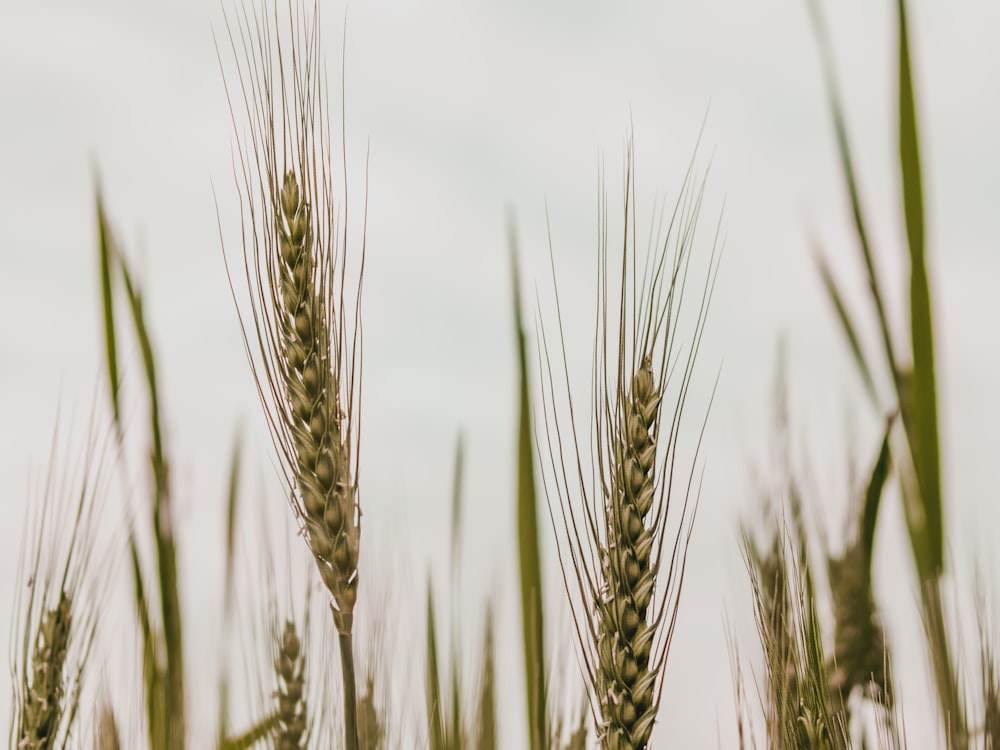 a close up of a bunch of wheat in a field