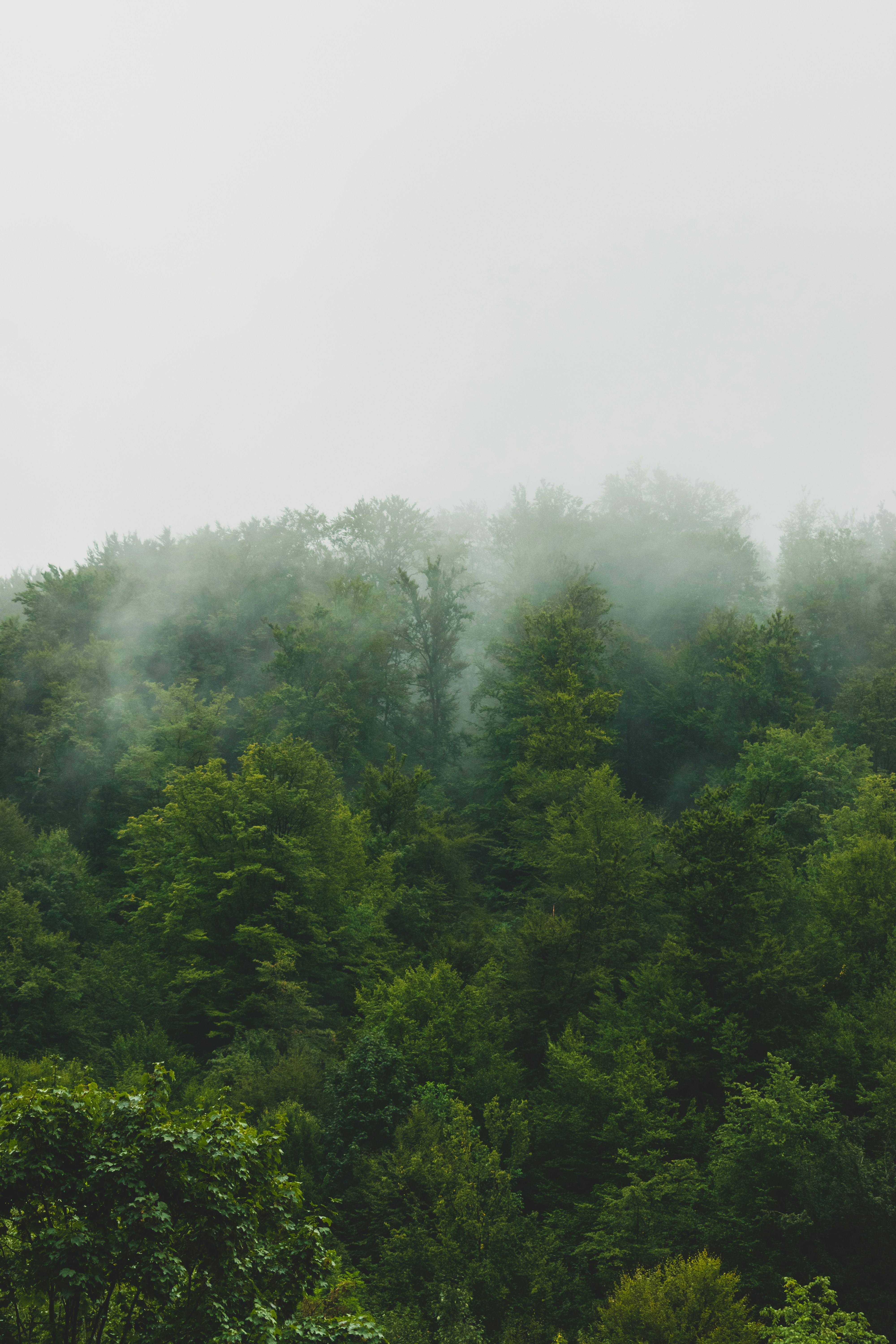 Una foresta nebbiosa piena di molti alberi