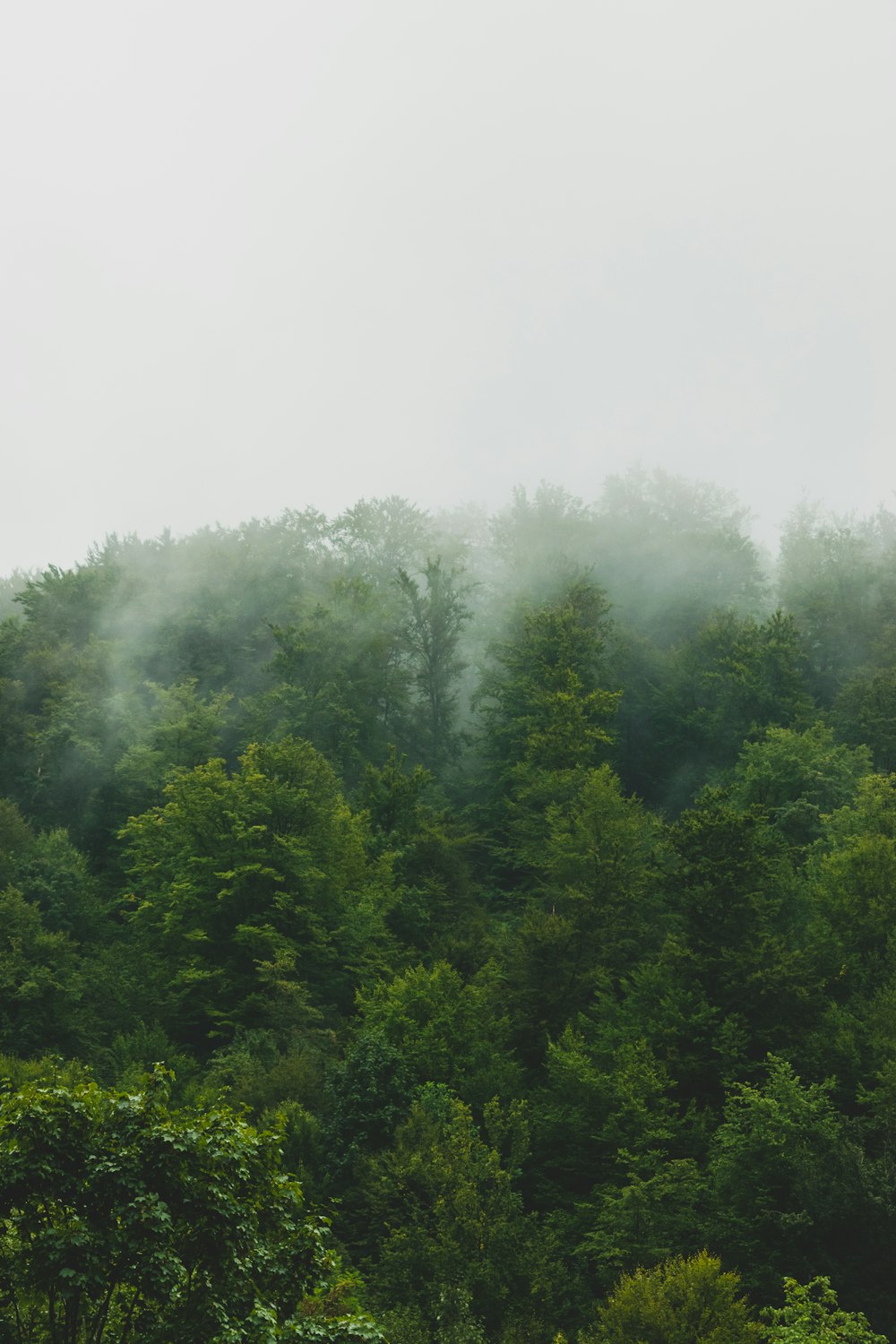 a foggy forest filled with lots of trees