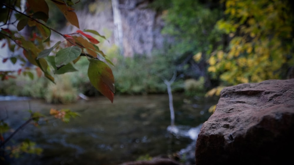 a stream running through a lush green forest