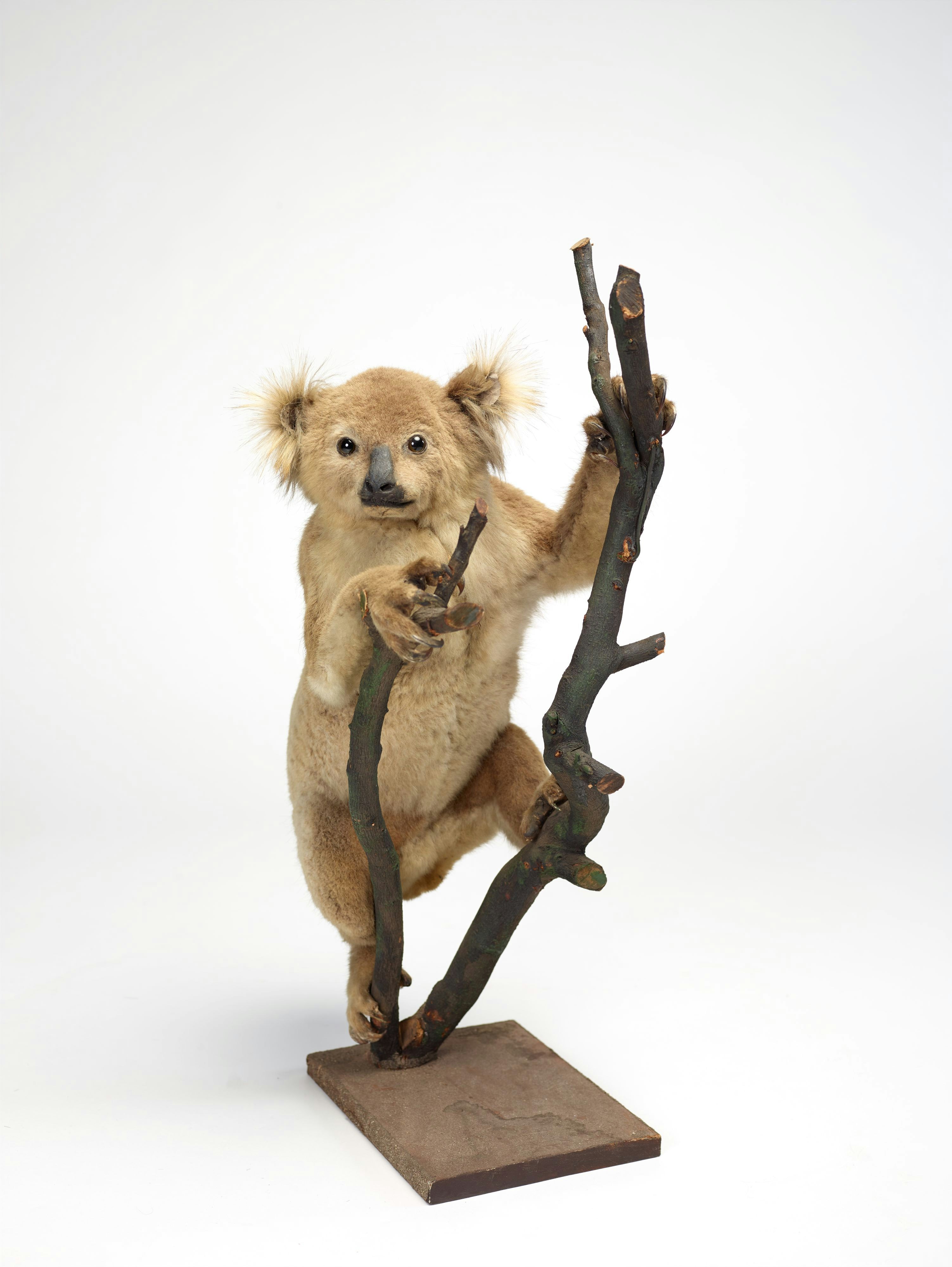 Koala, Phascolarctos cinereus, taxidermy on plinth.