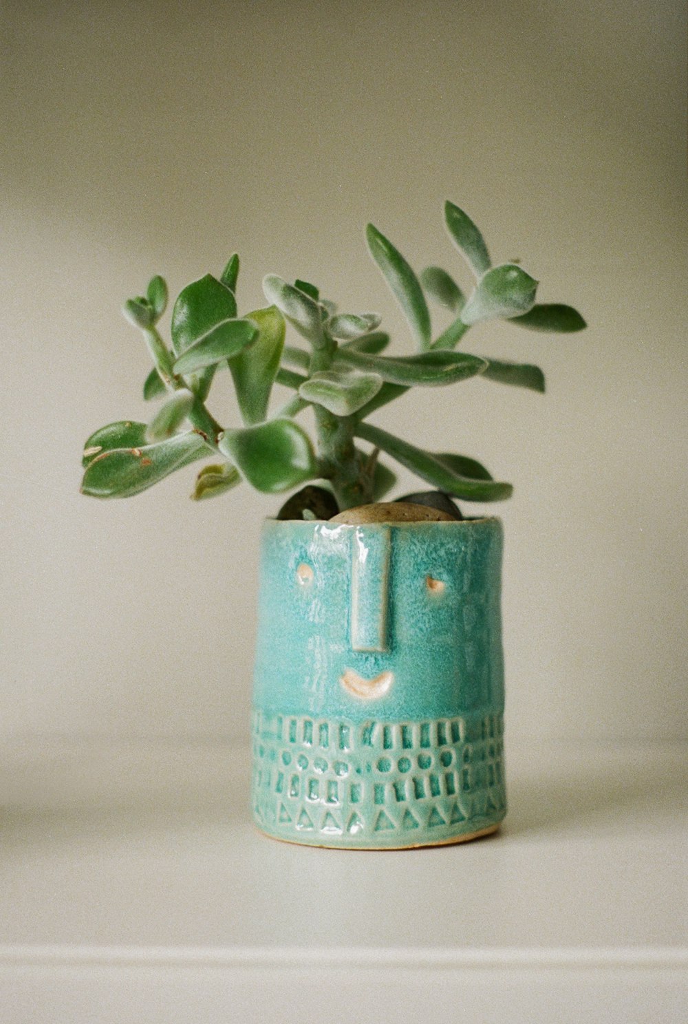 a green plant in a blue vase on a table