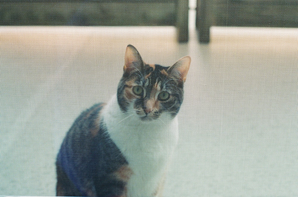 a calico cat sitting in front of a window