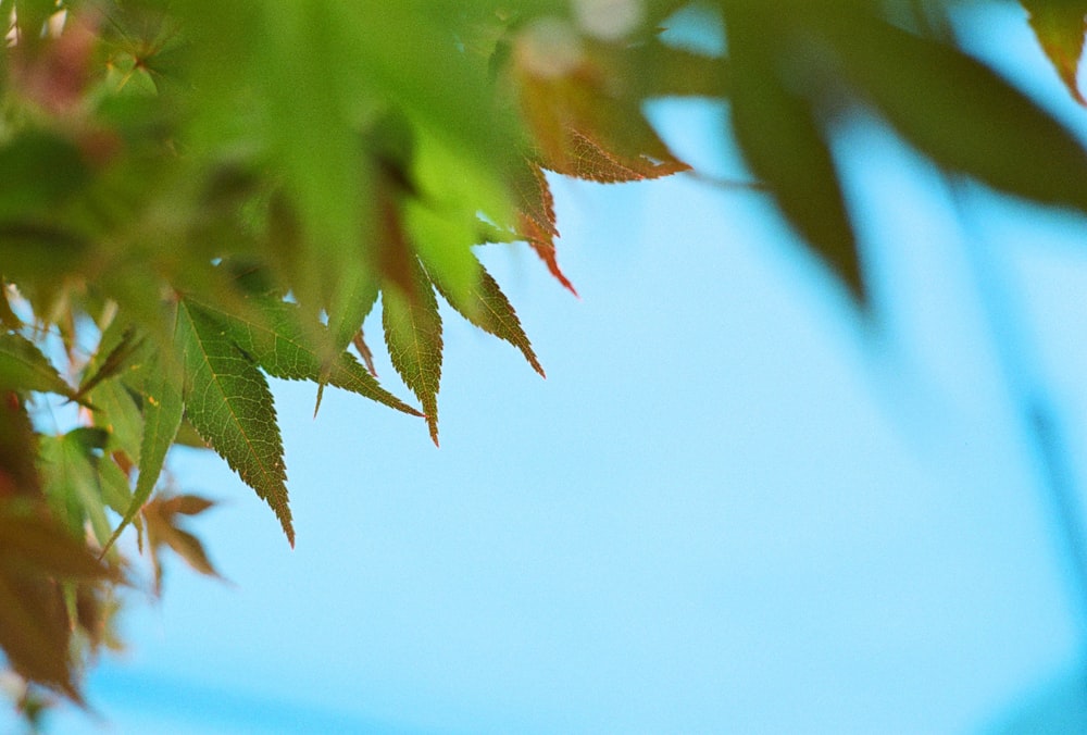 a close up of a leafy tree with a blue sky in the background