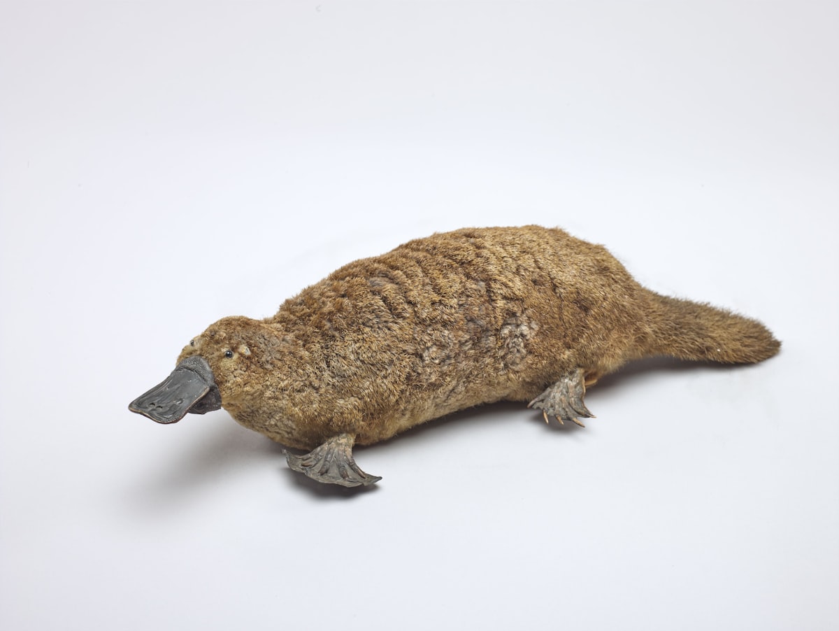 Platypus: Australia's Quirky Egg-laying Mammal