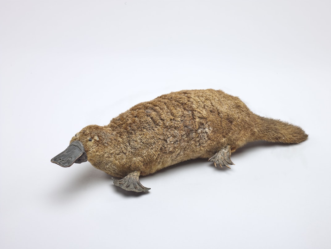The Platypus: The only mammal that lays eggs and has venomous spurs