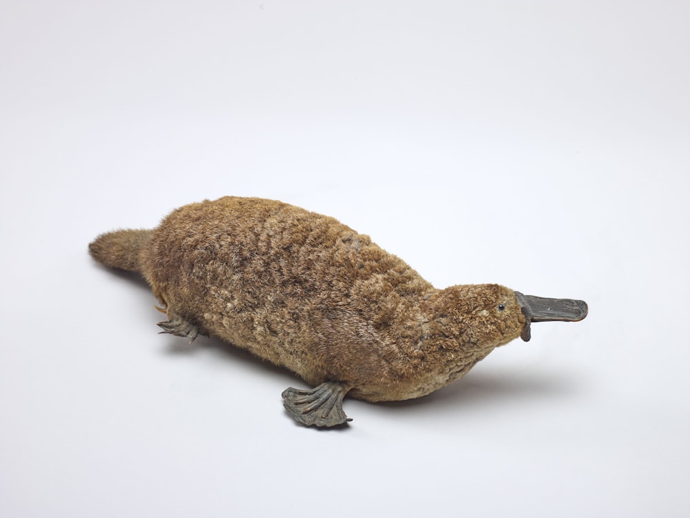 a stuffed animal is laying on a white surface