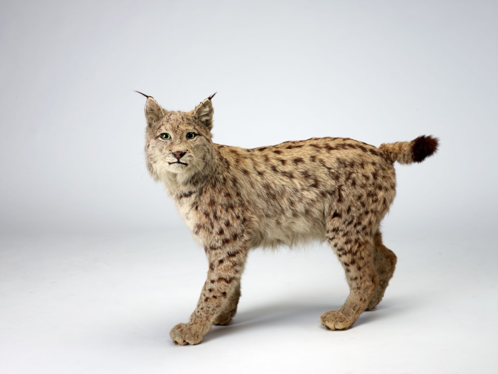 a small stuffed animal standing on a white surface