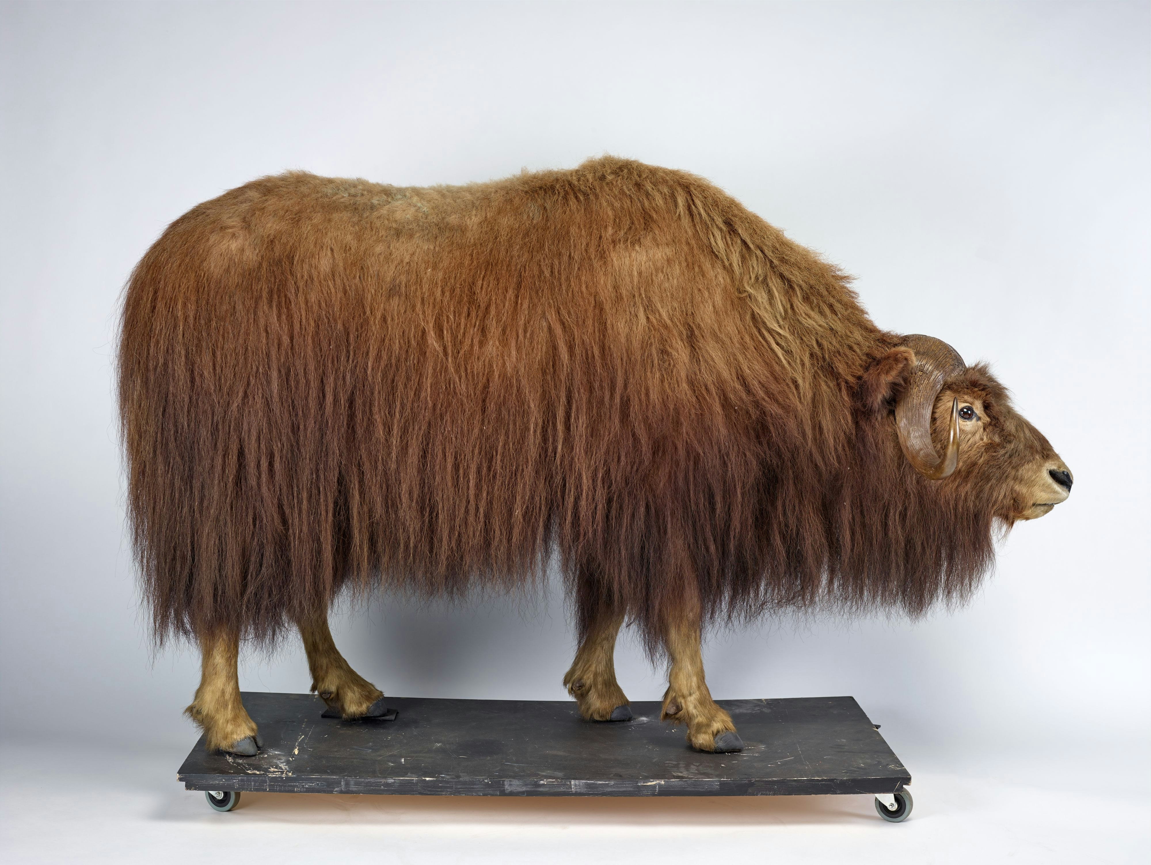 Musk Ox, Ovibos moschatus