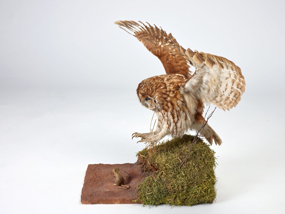 a brown and white owl sitting on top of a piece of moss