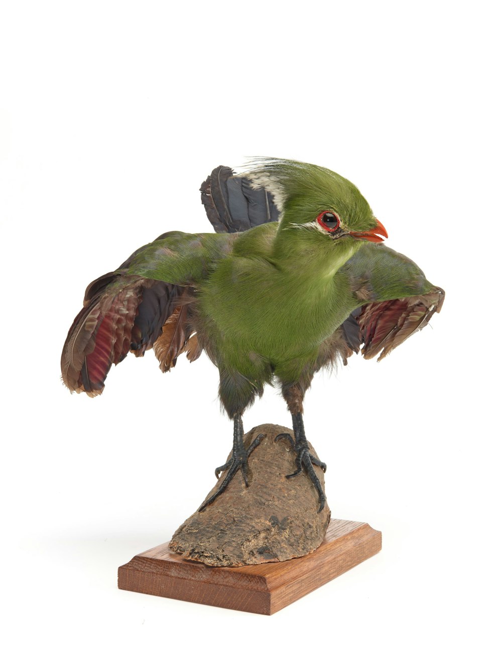 a green bird standing on top of a rock