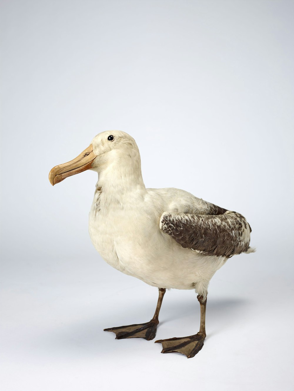 a bird with a long beak standing on a white surface