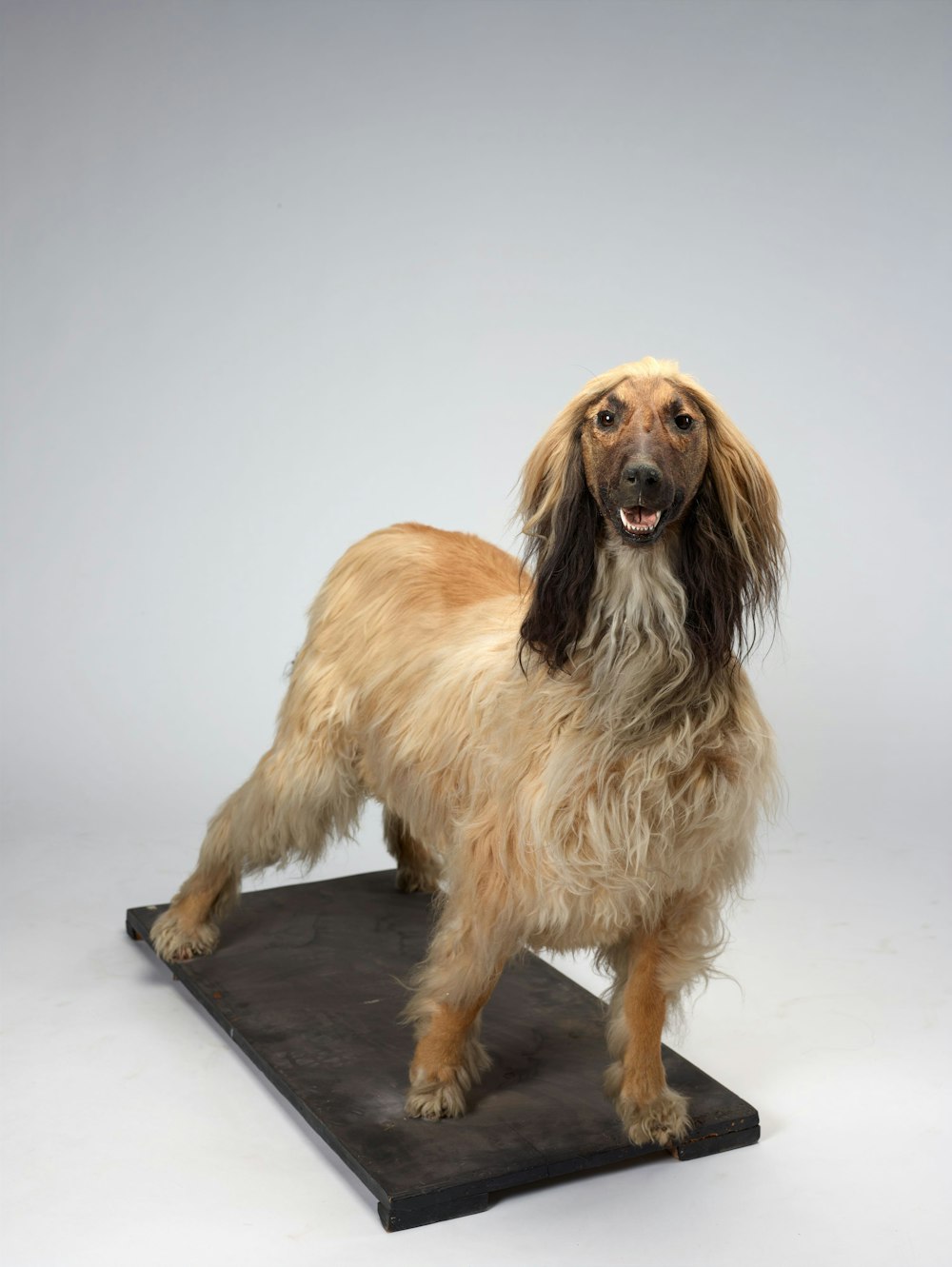 a brown and white dog standing on a black mat