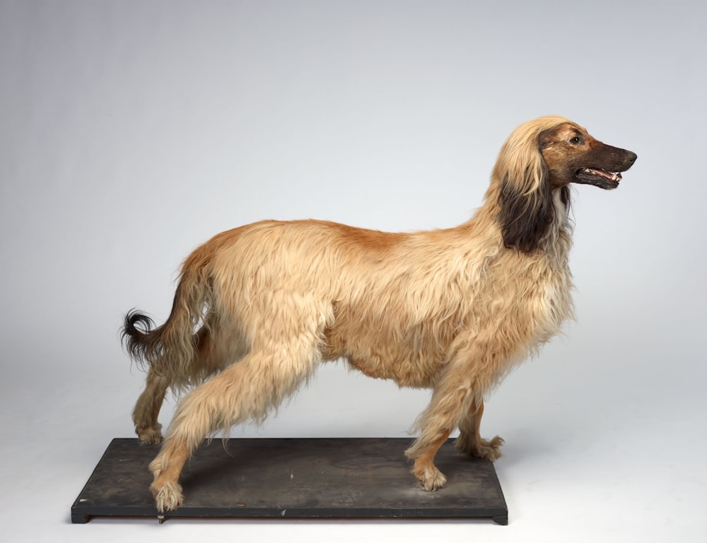 a dog standing on top of a wooden platform