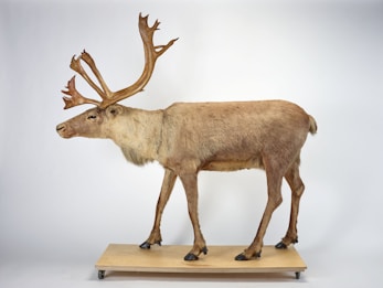 A taxidermied reindeer stands on a wheeled platform against a plain white background. Its antlers are large and intricately branched, and its fur is a mix of light brown and gray tones.