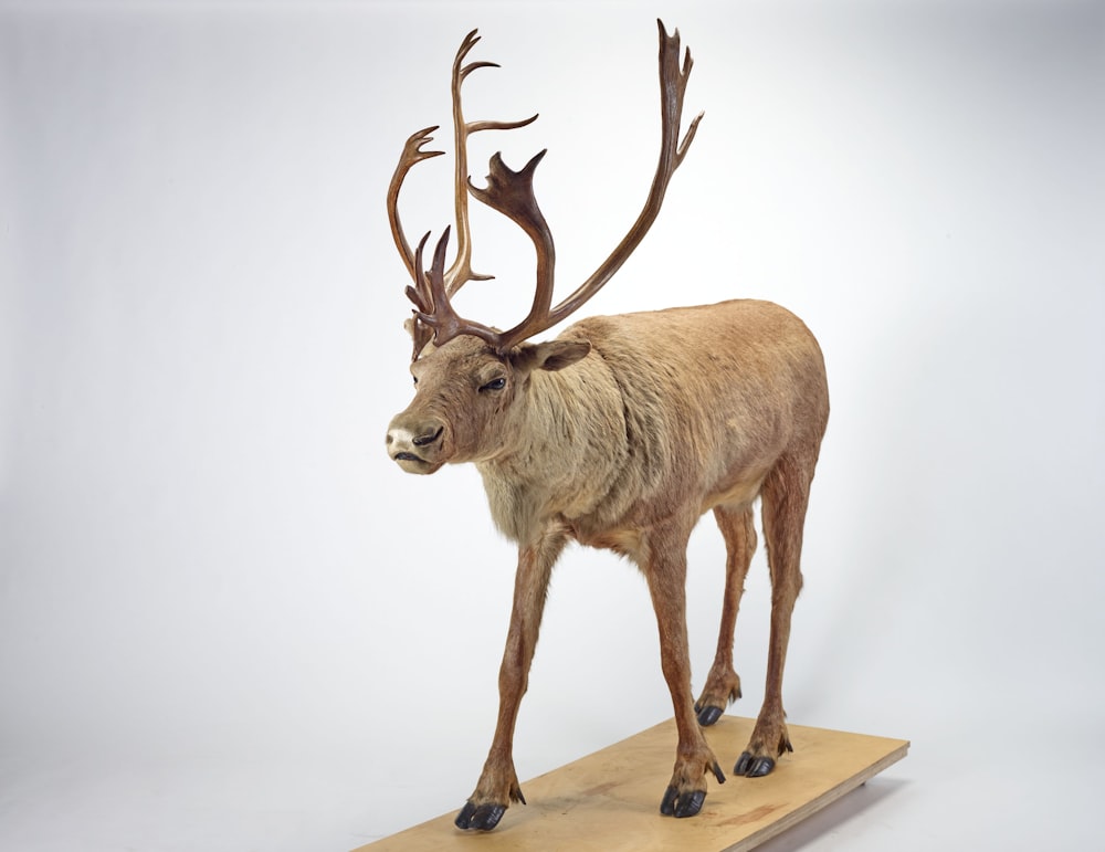 a taxidermy of a deer standing on a wooden stand
