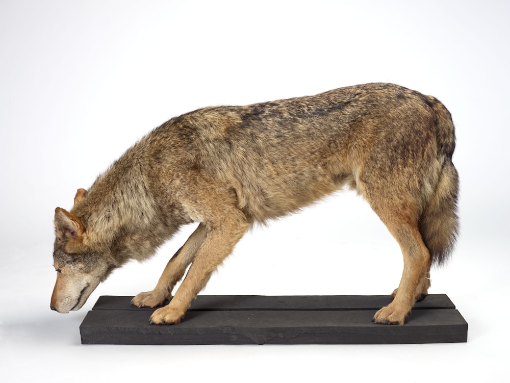 a stuffed wolf standing on top of a black base