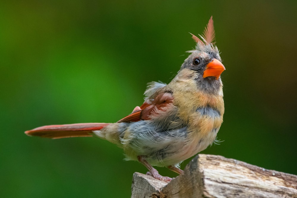Ein kleiner Vogel sitzt auf einem Stück Holz