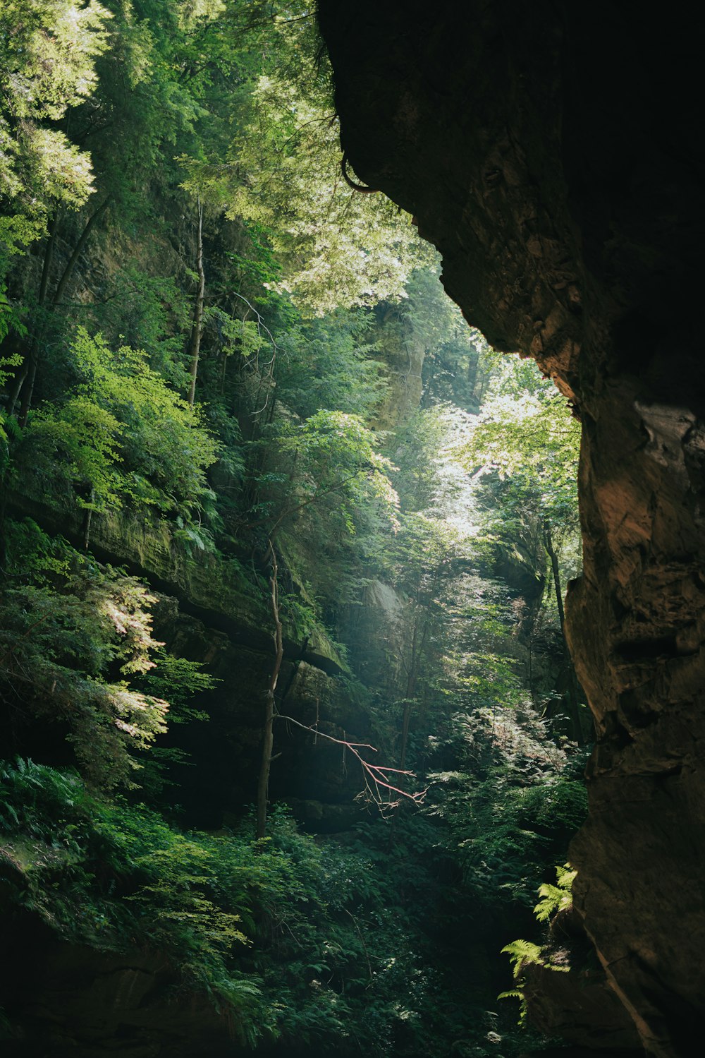 a river flowing through a lush green forest