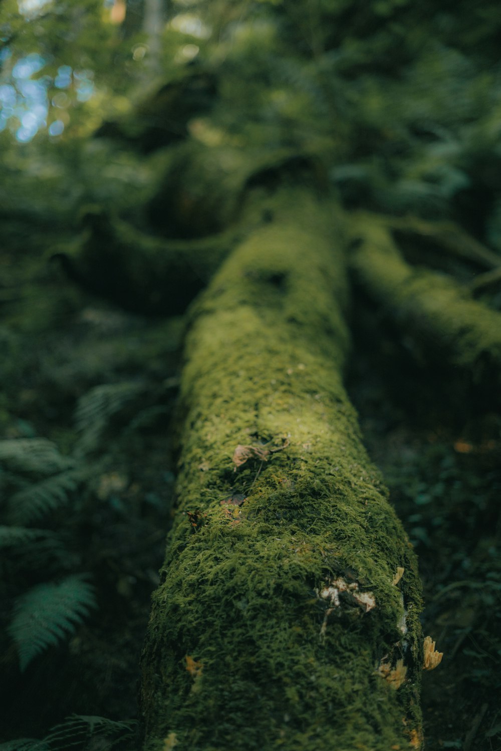a moss covered log in the middle of a forest