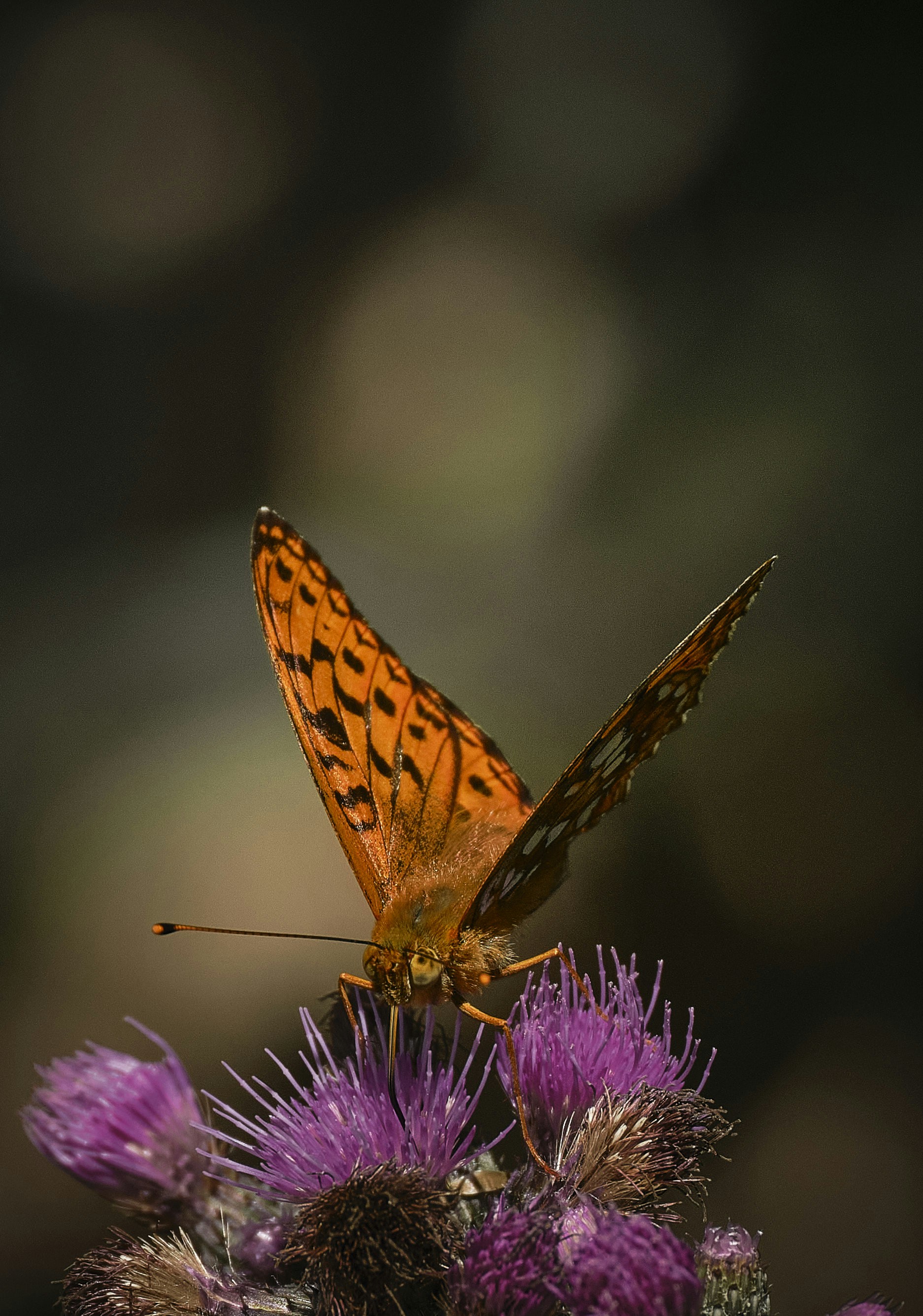 Photo by rolf_schmidbauer