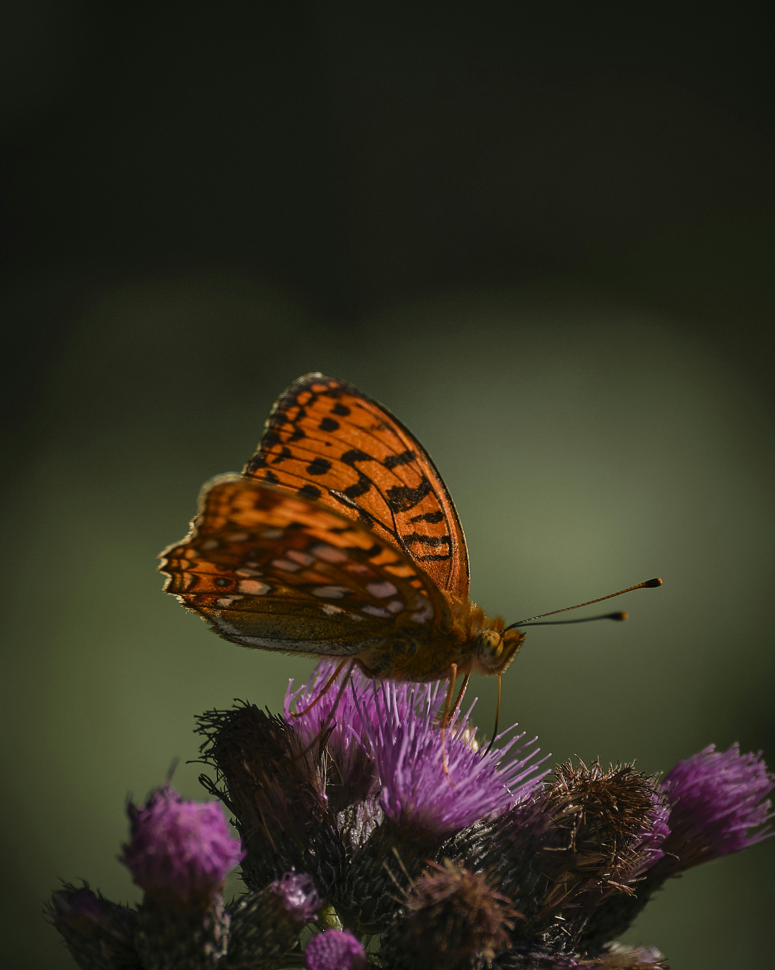 Photo by rolf_schmidbauer
