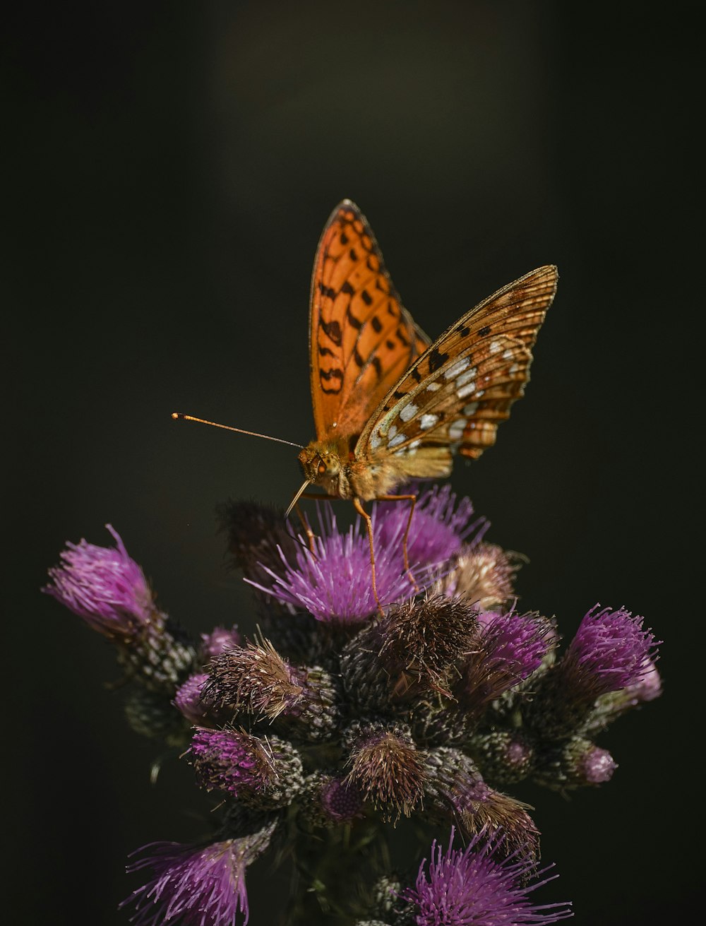 two butterflies sitting on top of a purple flower